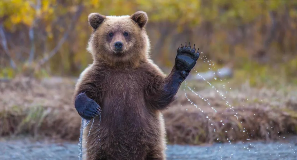 Un grizzly debout dans une rivière qui fait signe de la patte